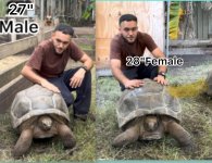 27 make 28 inch Female 7 and 8 .jpg