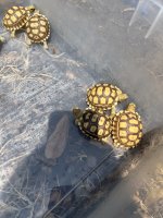 IMG_3127.jpeg