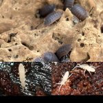 giant_canyon_three_panel_bundle tri.jpg