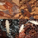 orange_koi_lava_springtail_collage quad.jpg