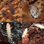 lava_dairy_springtail_collage quad.jpg