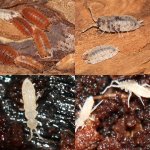 orange_koi_dalmatian_springtail_collage quad.jpg