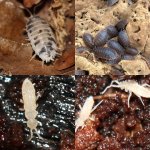 dairy_cow_giant_canyon_springtail_collage quad.jpg