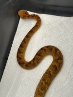 IMG_0898.jpeg