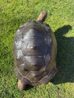 aldabra2-2.jpg