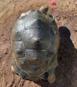 aldabra1-1.jpg