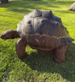 aldabra4-4.jpg