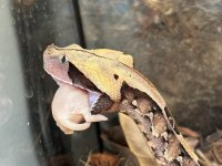 IMG_0433.jpeg