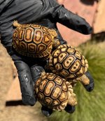 leos8.jpg
