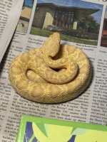 IMG_9806.jpeg