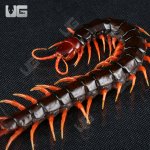 ug_indo_black_cherry_head_centipede_4.jpg