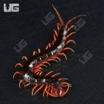 ug_indo_black_cherry_head_centipede_3.jpg