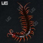 ug_indo_black_cherry_head_centipede_2.jpg