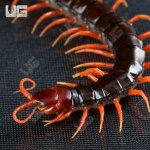 ug_indo_black_cherry_head_centipede_1.jpg