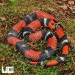 ug_Adult_Tricolor_Hognose_5.jpg