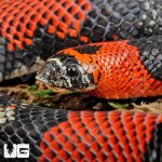 ug_Adult_Tricolor_Hognose_4.jpg