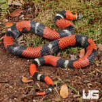 ug_Adult_Tricolor_Hognose_3.jpg