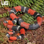 ug_Adult_Tricolor_Hognose_2.jpg