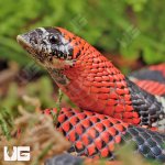 ug_Adult_Tricolor_Hognose_1.jpg