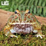 ug_Adult Samurai Blue Pacman Frog_3.jpg