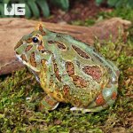 ug_Adult Samurai Blue Pacman Frog_2.jpg