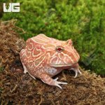 ug_Juvenile_Raspberry_Pacman_Frog_4.jpg