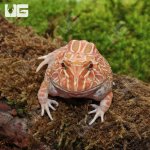 ug_Juvenile_Raspberry_Pacman_Frog_3.jpg