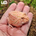 ug_Juvenile_Raspberry_Pacman_Frog_2.jpg