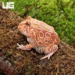 ug_Juvenile_Raspberry_Pacman_Frog_1.jpg