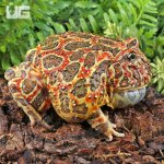 UG_Adult Red Ornate Pacman Frog_4.jpg