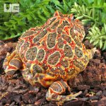 UG_Adult Red Ornate Pacman Frog_3.jpg