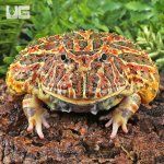 UG_Adult Red Ornate Pacman Frog_2.jpg