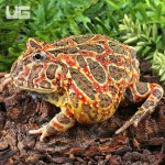 UG_Adult Red Ornate Pacman Frog_1.jpg