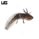 ug_wildtype_axolotl_4.jpg