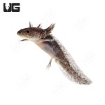 ug_wildtype_axolotl_2.jpg