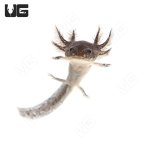 ug_wildtype_axolotl_1.jpg