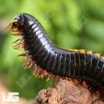 ug_Yellow Avatar Millipede_5.jpg