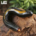 ug_Yellow Avatar Millipede_4.jpg
