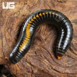 ug_Yellow Avatar Millipede_3.jpg