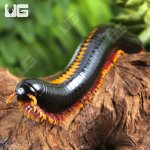 ug_Yellow Avatar Millipede_2.jpg