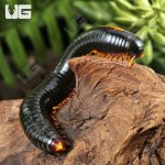 ug_Yellow Avatar Millipede_1.jpg