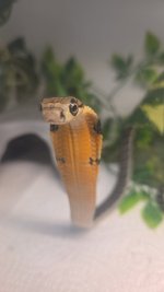 IMG_0007.jpeg