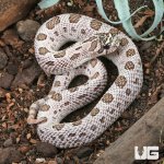 ug_Female Super Arctic Western Hognose Snake #37_1.jpg