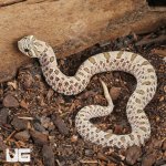 ug_Female Arctic Het Lavender Western Hognose Snake #35_1.jpg