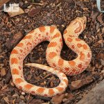 ug_Male Toffee Anaconda Het Mai Tai Western Hognose Snake #19_1.jpg