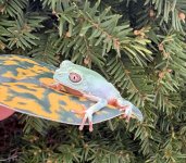 IMG_1950.jpeg