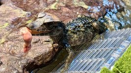caiman.jpeg