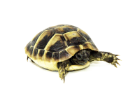 Hermanns baby.png