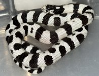 IMG_1535.jpeg