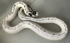 IMG_1523.jpeg